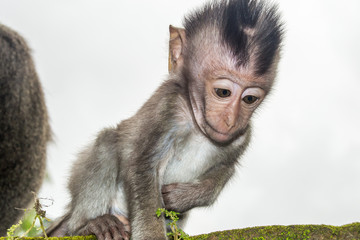 Baby Monkey portrait