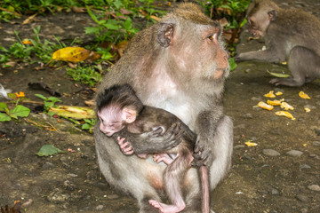 Monkey Family