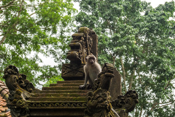 Monkey on a temple