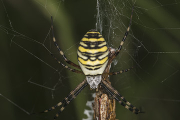 Argiope Bruennichi, dangerous spider on the web, close up