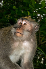 Macaque Portrait