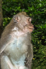 Macaque Portrait
