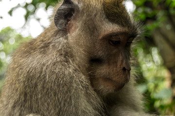 Macaque portrait