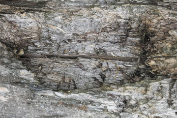old tree branch, without bark