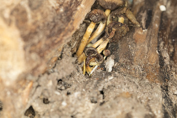 mushrooms in the middle