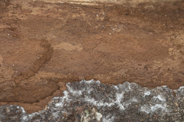 trunk of a tree, the bark stripped halfway,