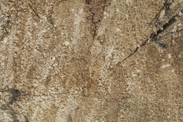 tree trunk, view on the cut, background,