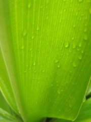 beautiful green leaf with rain water drops