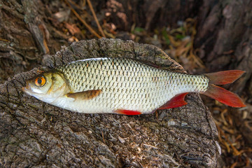 Close up view of single common rudd fish on natural vintage wooden background..