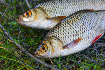 Close up view of two freshwater common rudd fish on black fishing net..