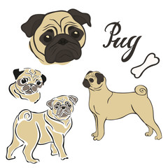 Pug dog breed vector illustration set isolated. Doggy image in minimal style flat icon. Simple emblem design pet shop, zoo ads, label design animal food package element. Realistic dog sign