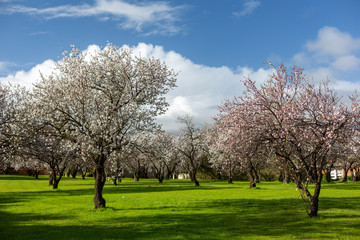 Beautiful white and pink almond flowers with selective blur in O'Halloran Hill South Australia on 6th August 2018