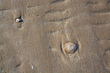 Remains of dead jellyfish and a shell at low tide on sandy beach - abstract background