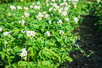 Blooming potato plants on the field. Selective focus.