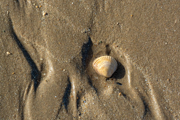 A shell on sandy beach at low tide on hot summer day - 1