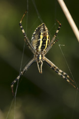 Argiope Bruennichi, spider frome behind
