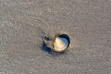 A shell on sandy beach at low tide on hot summer day - 2