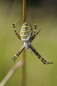 Argiope Bruennichi, dangerous spider on the web