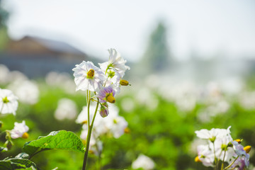 Blooming potato plants on the field. Selective focus.