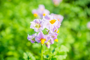 Blooming potato plants on the field. Selective focus.