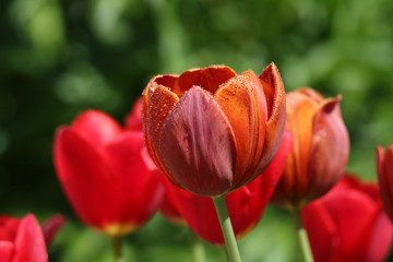 Orange tulip to bloom in the spring and summer garden