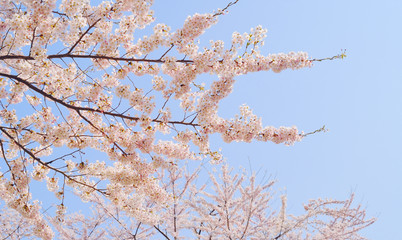 桜　枝　春　素材