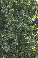 Fototapeta premium big pear tree with a lot of fruits 