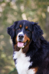 Bernese mountain dog girl posing outside.	