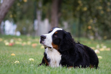 Bernese mountain dog girl posing outside.	