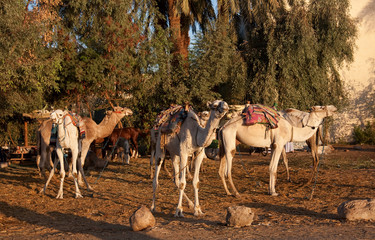 Rastplatz mit Kamelen