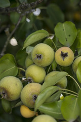 young pear grow on pear