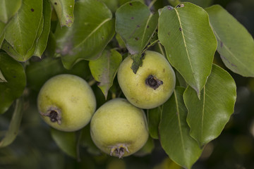 young pear grow on pear tree, close up