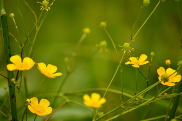 Flowers of a buttercup on a background of a deep bokeh