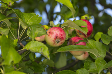 young apples are growing on an apple tree