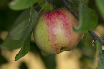 small immature green-red apple