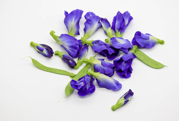 butterfly pea flowers isolated with white background