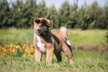 American akita cute puppy outside in the sun.