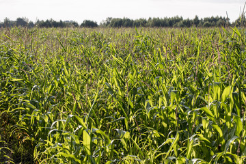 Corn field, 