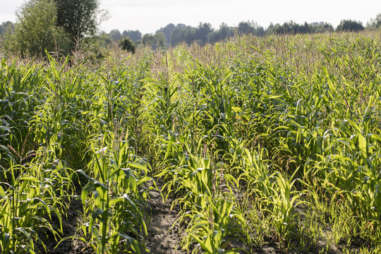 Corn field, front view 