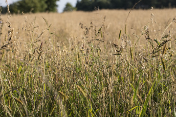 sown on the field in a cultivated field