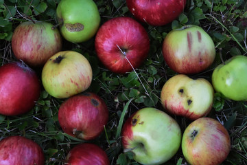 summer apples on a ground