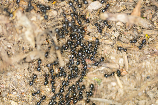 black ants, big cluster, top view 