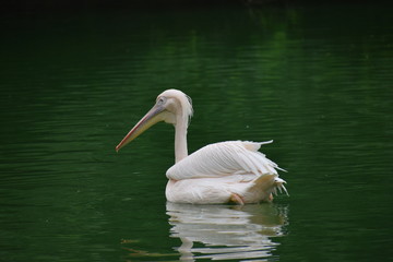 migratory birds