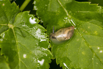 very young snail with a soft shell, on the green leaf 