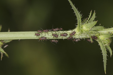 Fototapeta premium very small insects on the stem of the plant