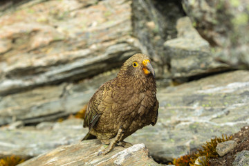 Kea