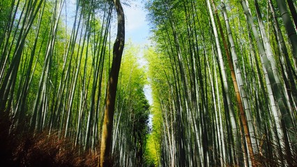 Kyoto bamboo