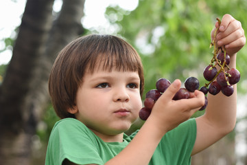 Boy eating grapes. Child eats a large cluster of grapes in the yard