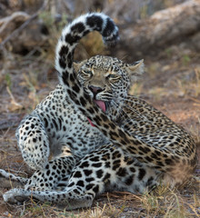 South Africa Leopard cleaning long tail