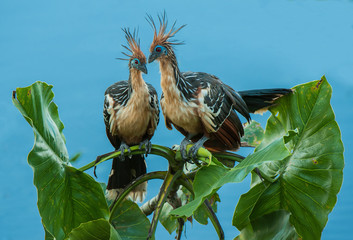Ecuador amazonia Hoatzin two birds with crest